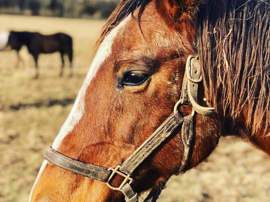 Keene Ridge Farm-列克星敦必去景点