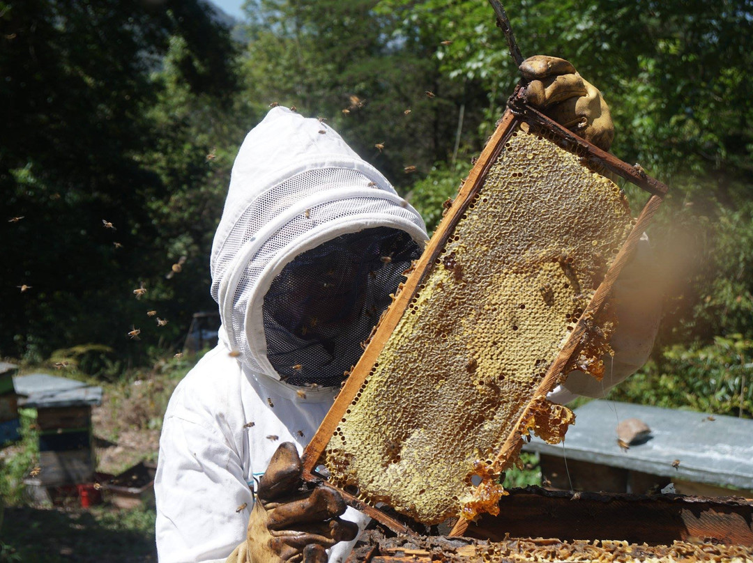 Ruta de las abejas y la miel景点图片