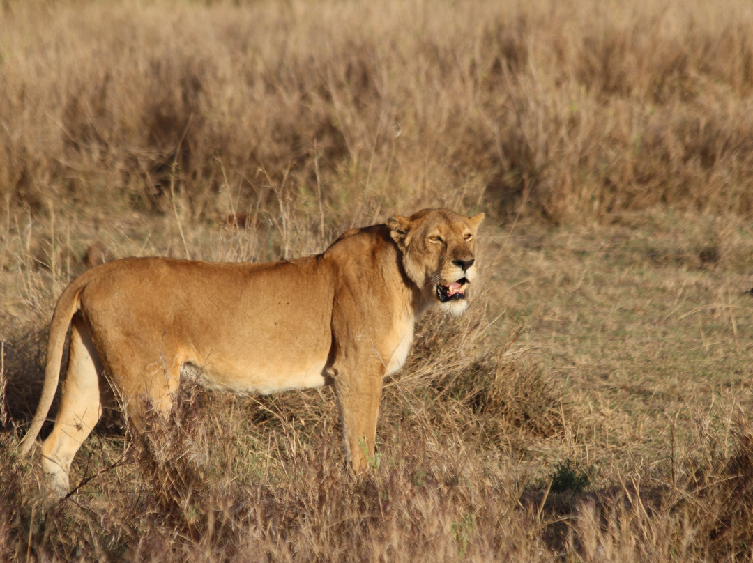 Let's View Tanzania-乞力马扎罗山国家公园必去景点