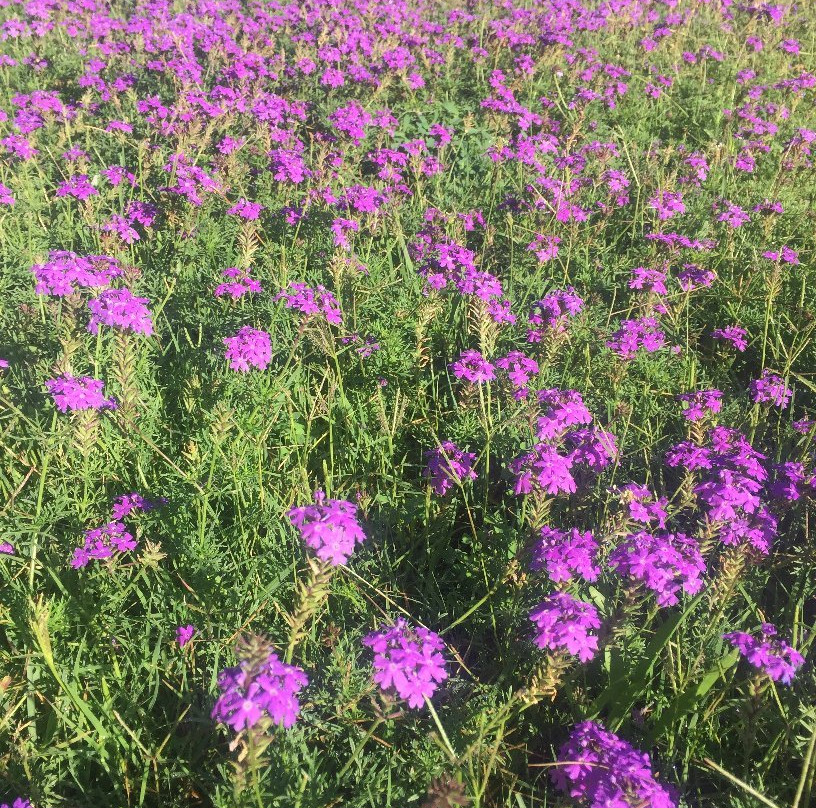 Driekwartblou Guest House主图