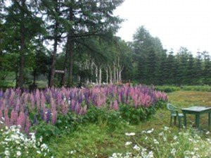 Tokachiyado Denen主图