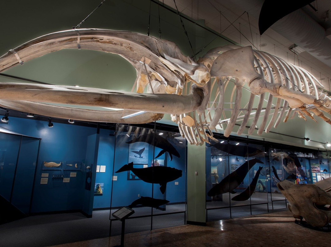New Brunswick Museum-圣约翰必去景点
