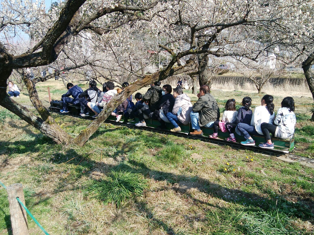 越生町旅游景点-Ogose Ume Matsuri