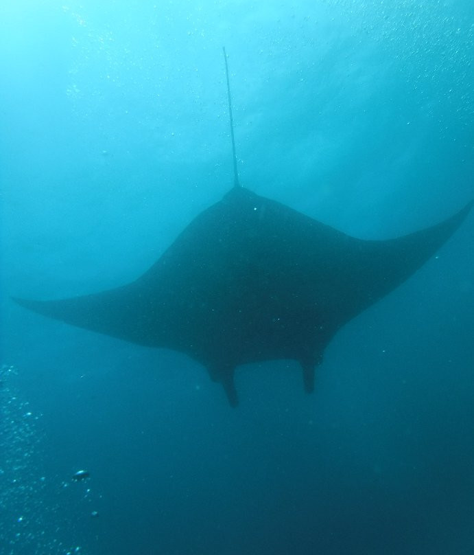 Manta Point景点图片