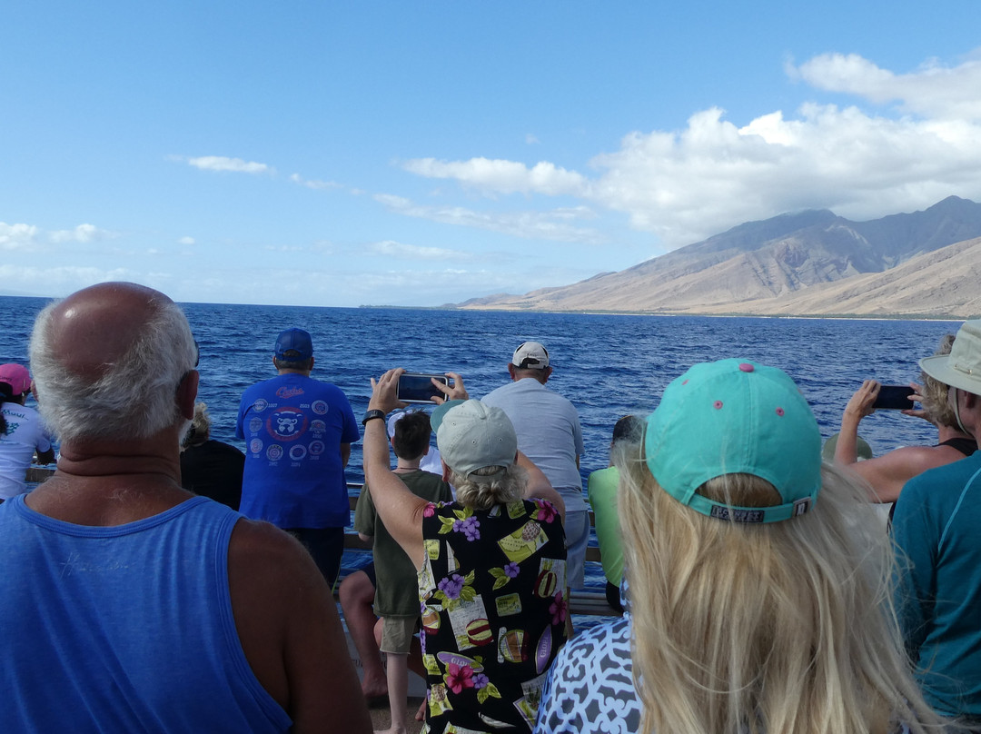 Boss Frog's Dive & Surf - Ma'alaea Harbor Shops-怀露库必去景点