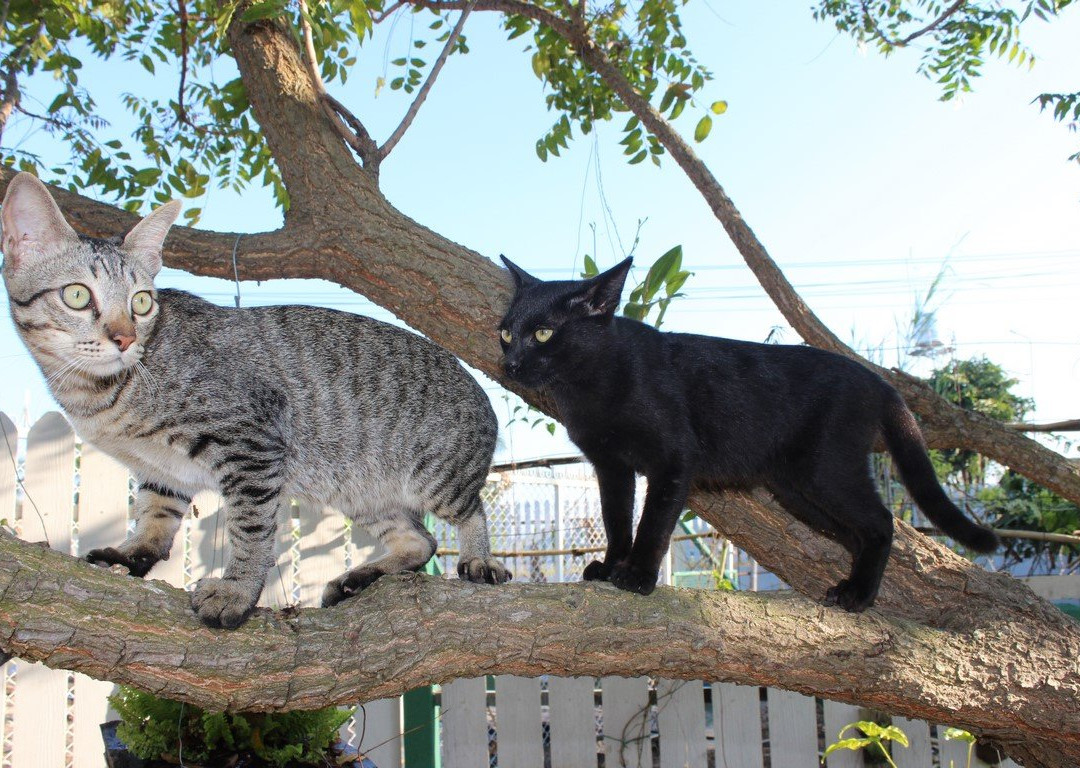 Kalaka Cooking Class - Thai cooking class in Chiang Mai-清迈必去景点