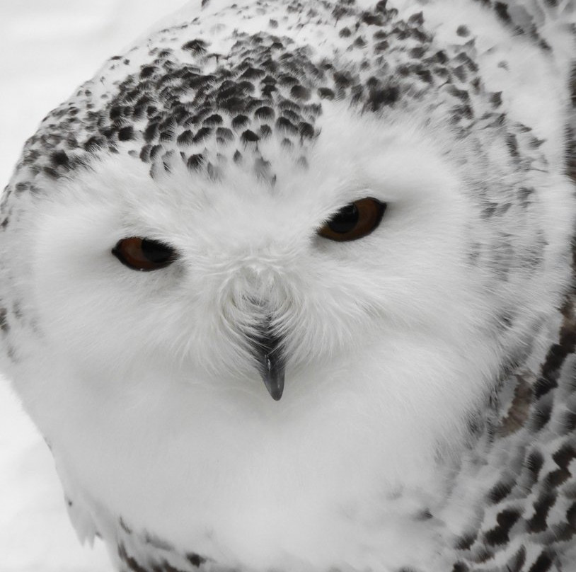 Vermont Institute of Natural Science - VINS-Quechee必去景点