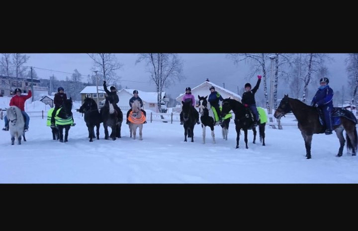 Viking Horses Norway景点图片