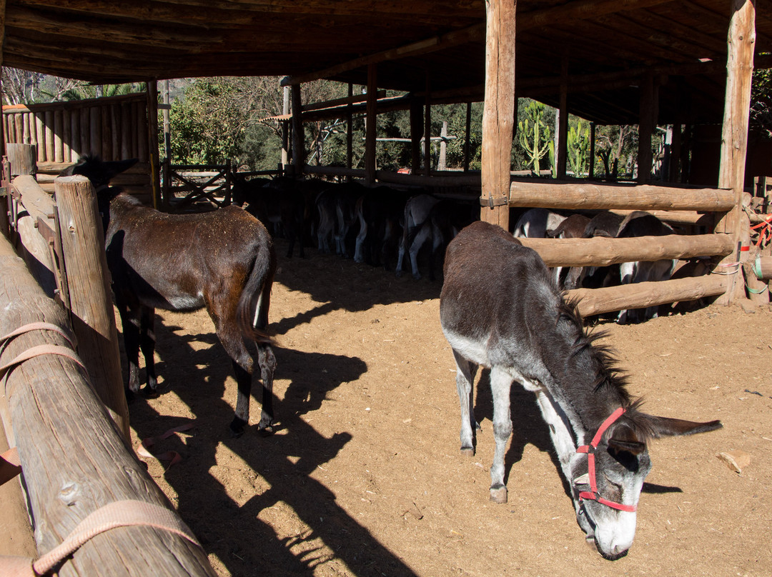 Donkey Safari景点图片