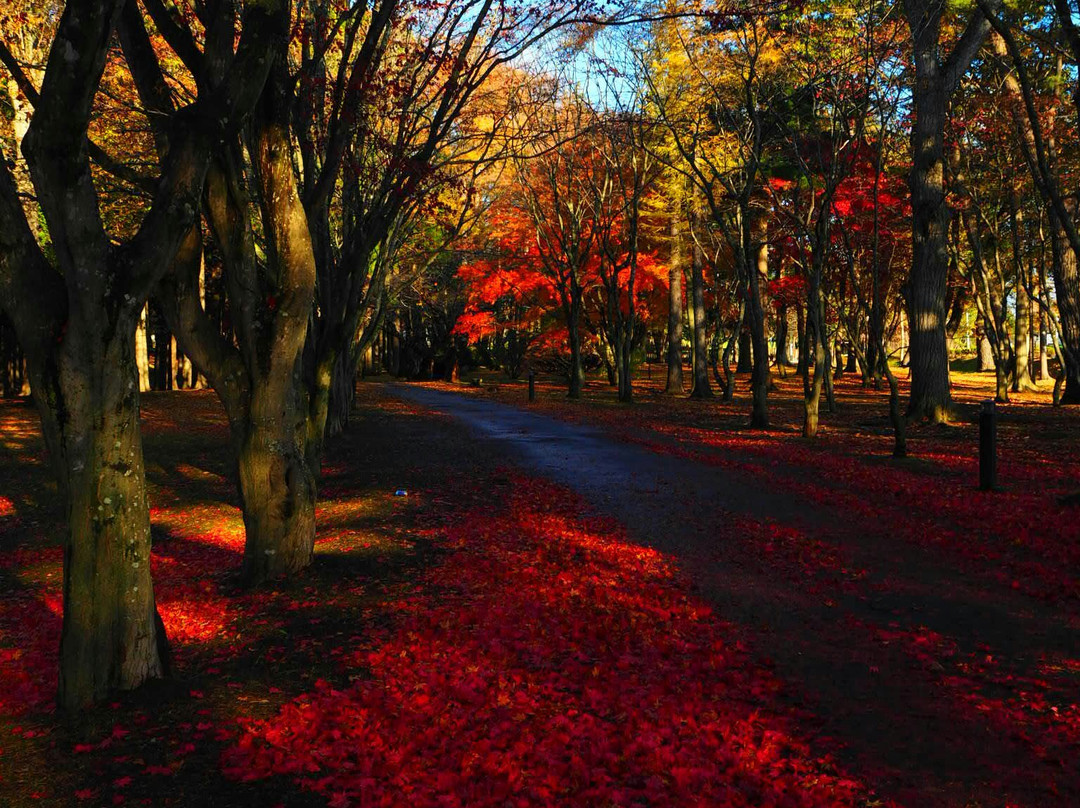 Miharashi Park (Kosetsuen)-函馆市必去景点