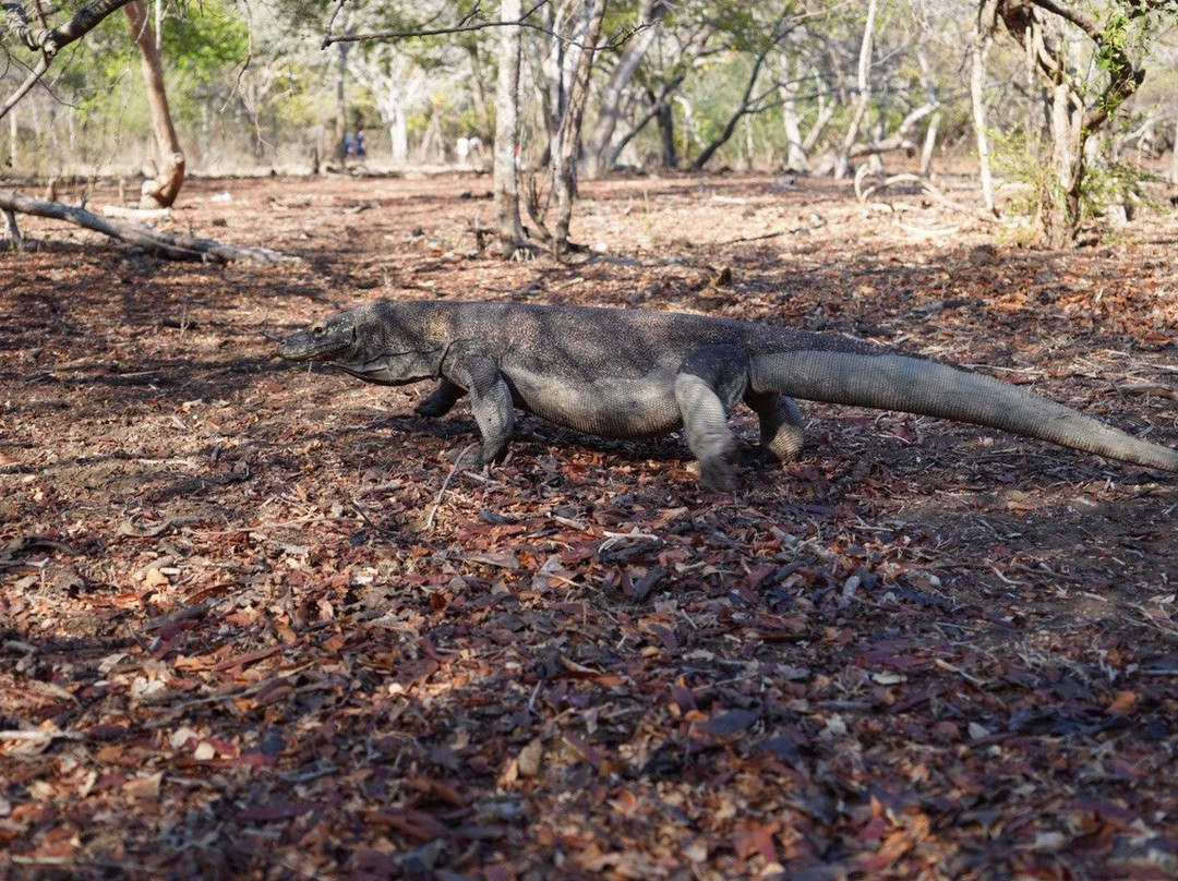 Dream Komodo Tour-Labuan Bajo必去景点