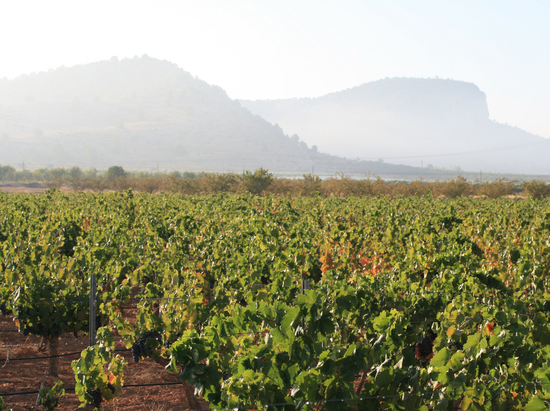 Bodega Santa Catalina del Manan景点图片