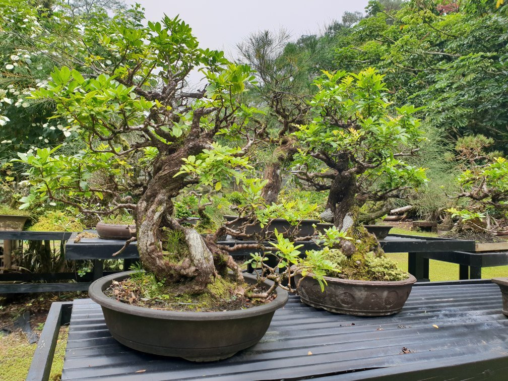 Fuku Bonsai Cultural Center-柯蒂斯城必去景点