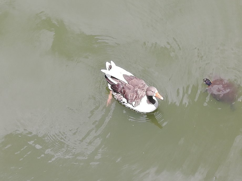 Paseo de Los Lagos-哈拉帕必去景点