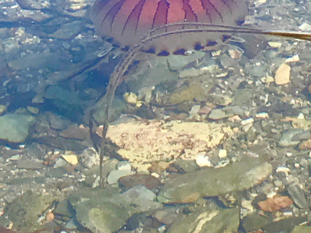 Dragonfly Adventures-Noss Mayo必去景点