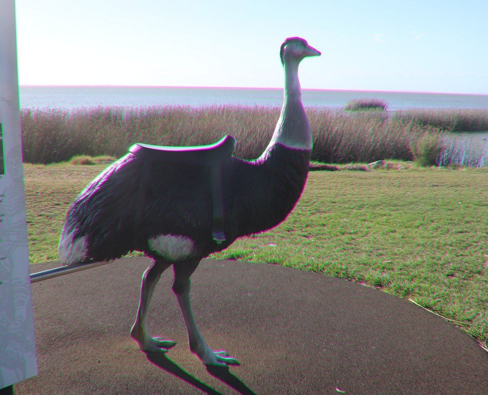 Birdman of the Coorong-Meningie必去景点