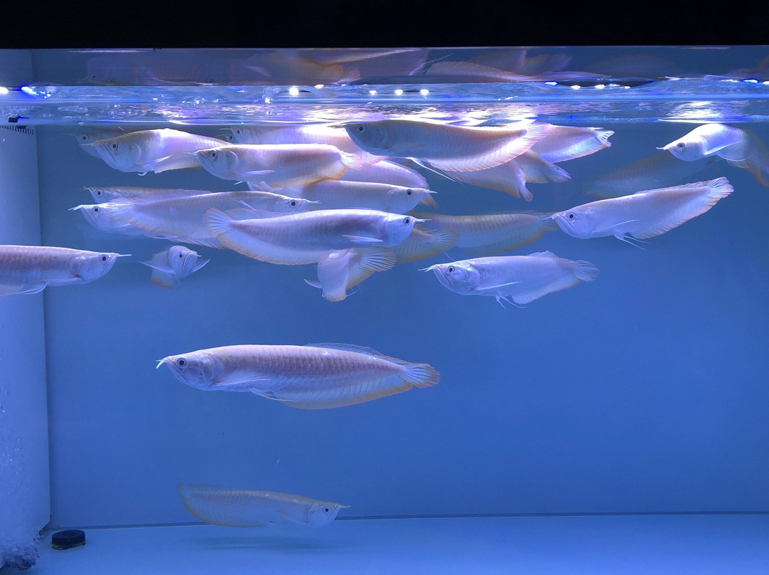 World Of Dragon-Padang Serai必去景点