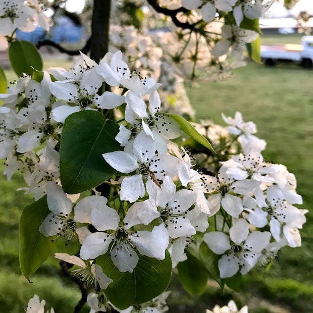 Hitatoribaru Orchards景点图片