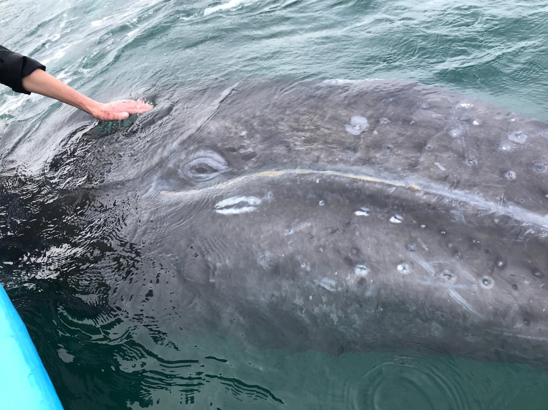 Baja Discovery-San Ignacio必去景点