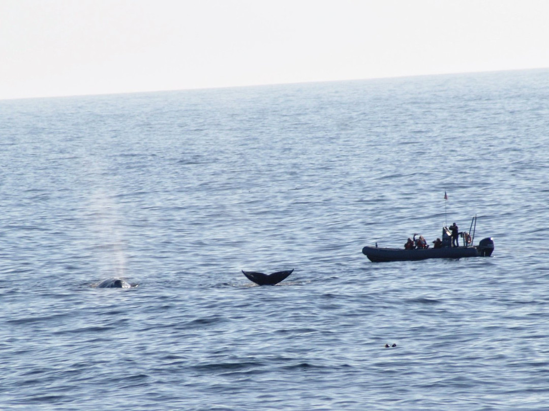 Whale Park-Depoe Bay必去景点