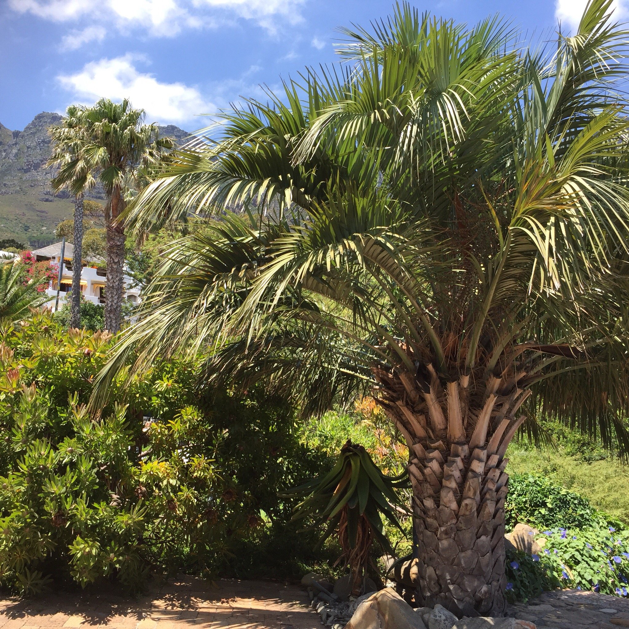 Heaven of Cape Town-官方