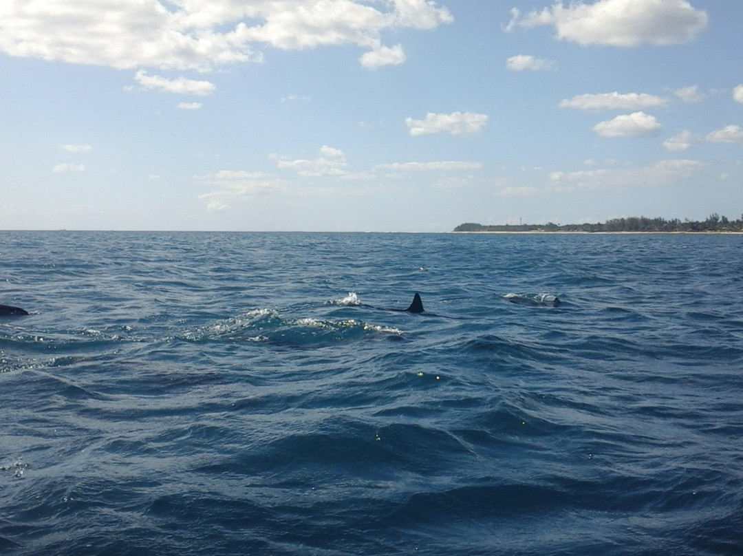 Dolphin Encounter-塔玛琳必去景点