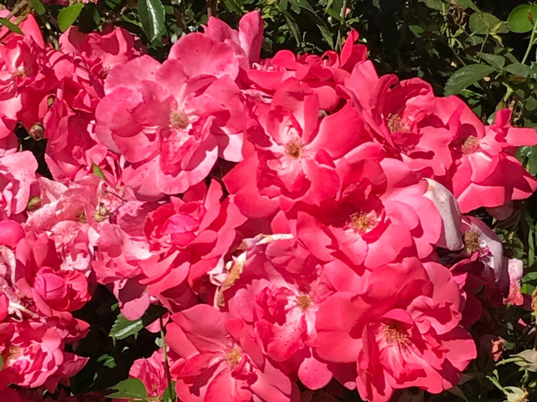 Rose Garden in Avery Park-科瓦利斯必去景点