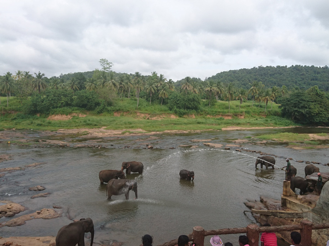 Pinnawala Jumbos-凯格勒 必去景点