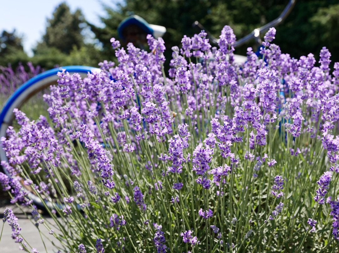 Wayward Winds Lavender Farm景点图片