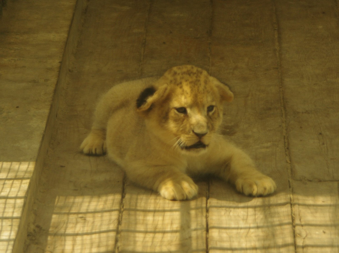 潍坊金宝游乐园-潍坊市必去景点