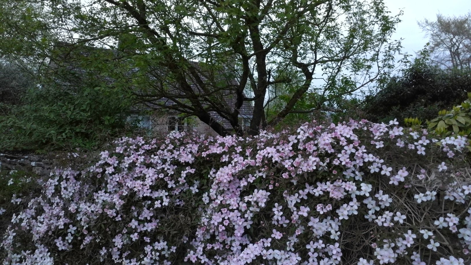 Honeysuckle Cottage Bed & Breakfast-官方