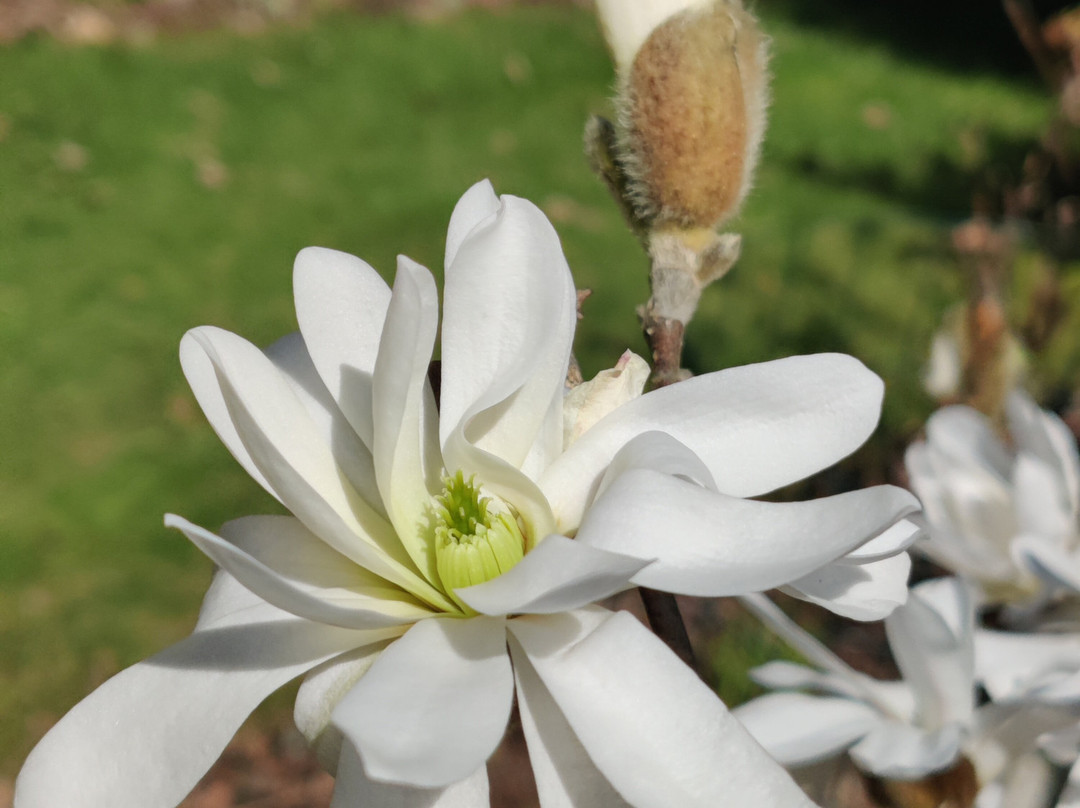 Arboretum Magnolia