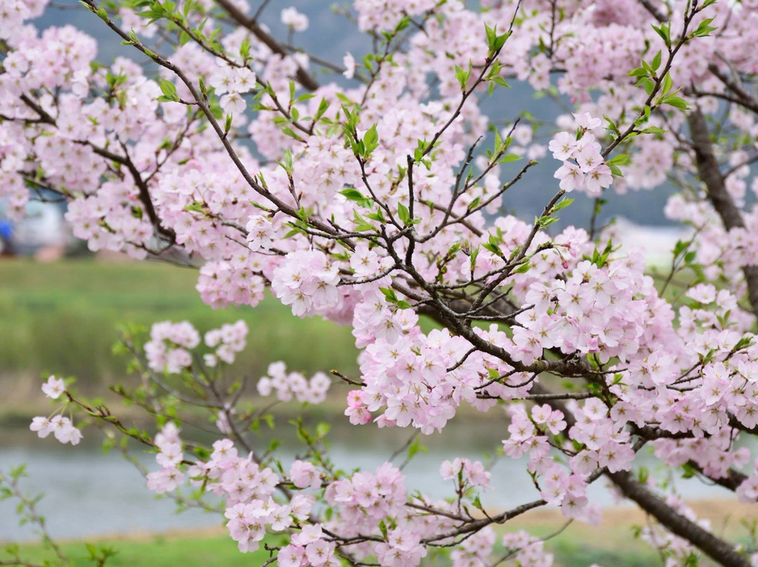 Hikawateibou Cherryblossom Street