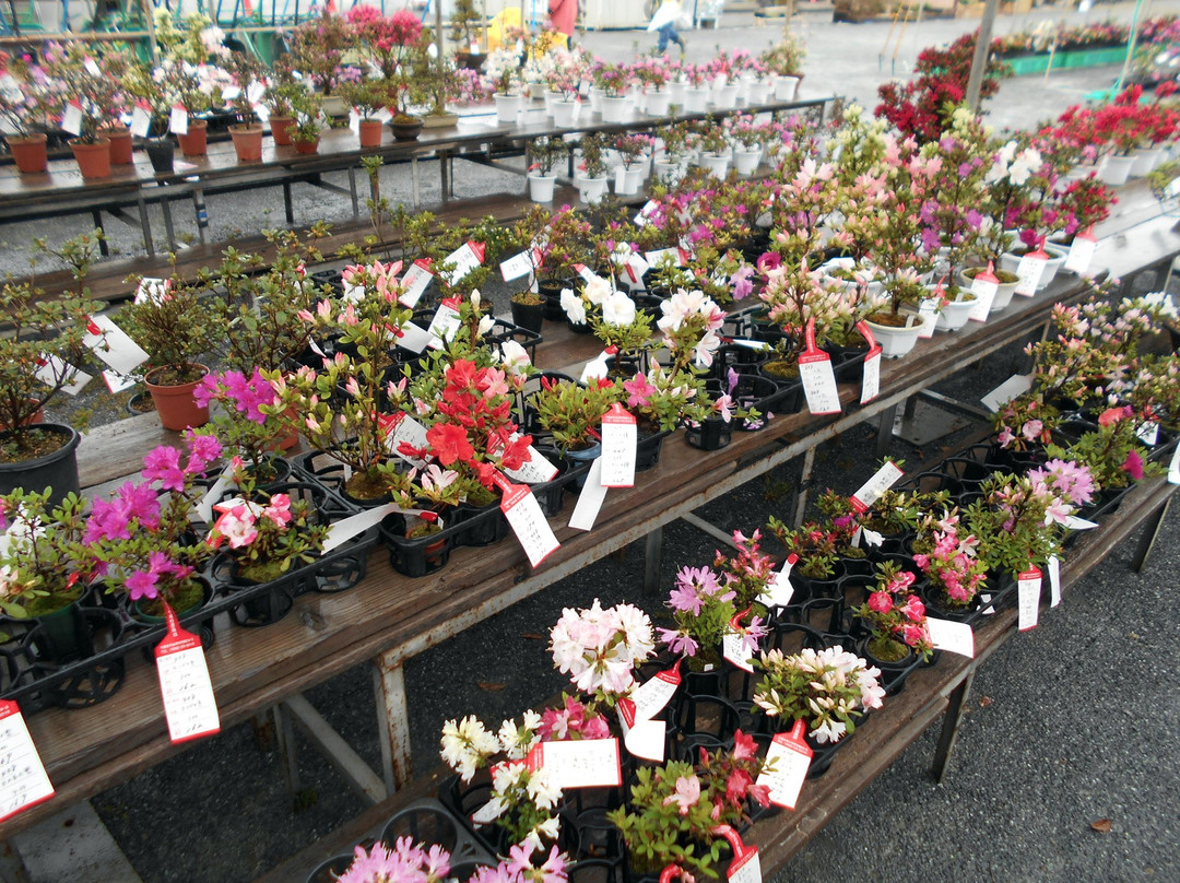 Kurume Azalea Festival景点图片
