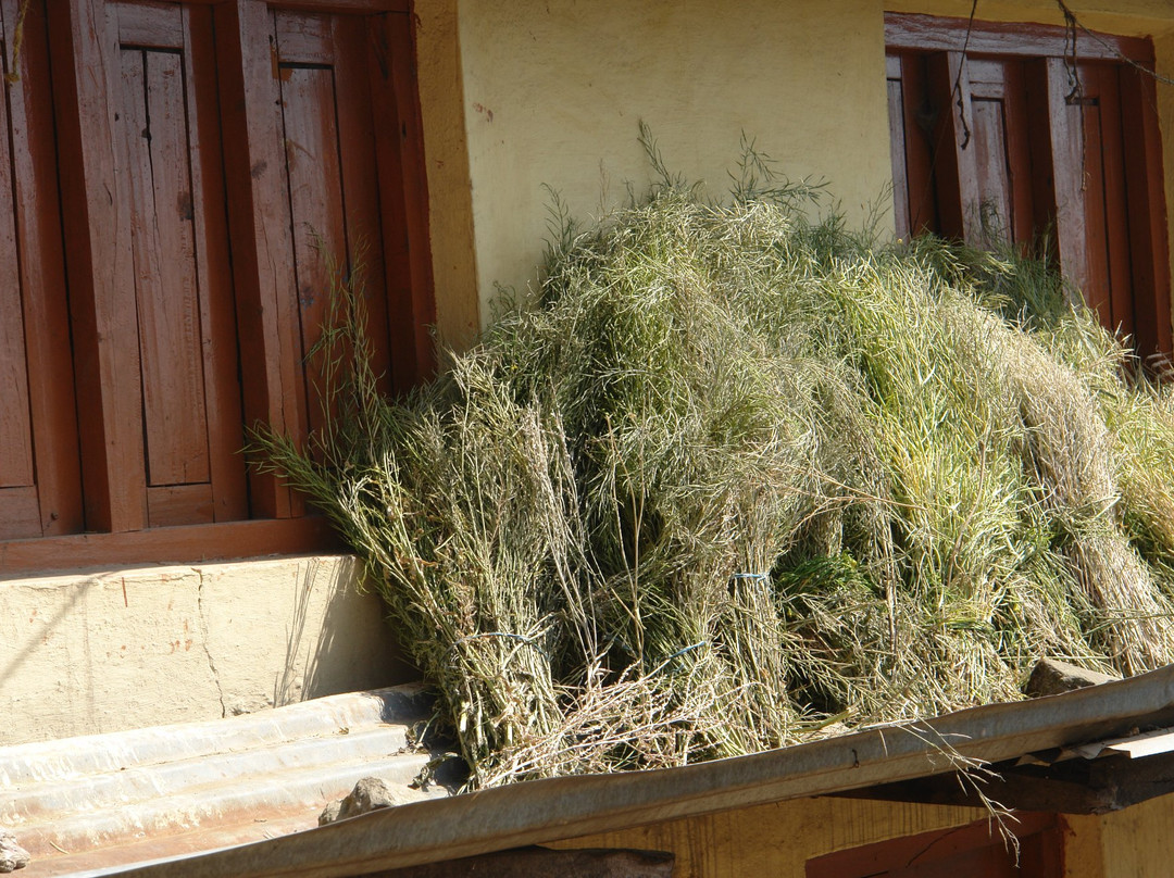 Patan Gate-帕坦（拉利特浦）必去景点