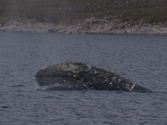 弗兰格尔岛自然保护区-Chukotka Autonomous Region必去景点