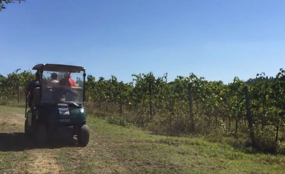 Eco Wine Tour in Tuscany景点图片