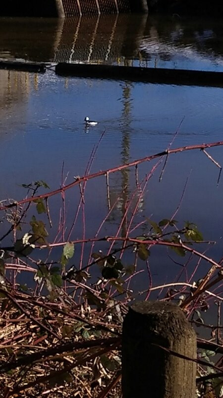 Matsqui Trail Regional Park景点图片