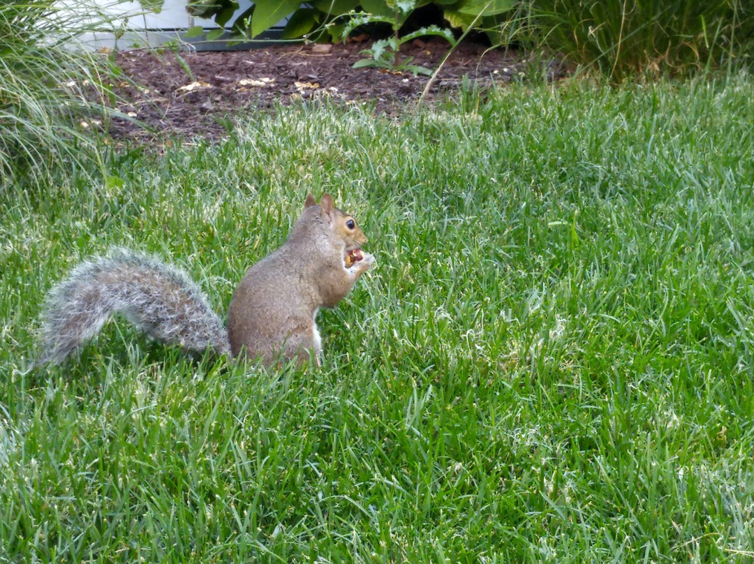 University of Illinois Main Quad-厄巴纳必去景点