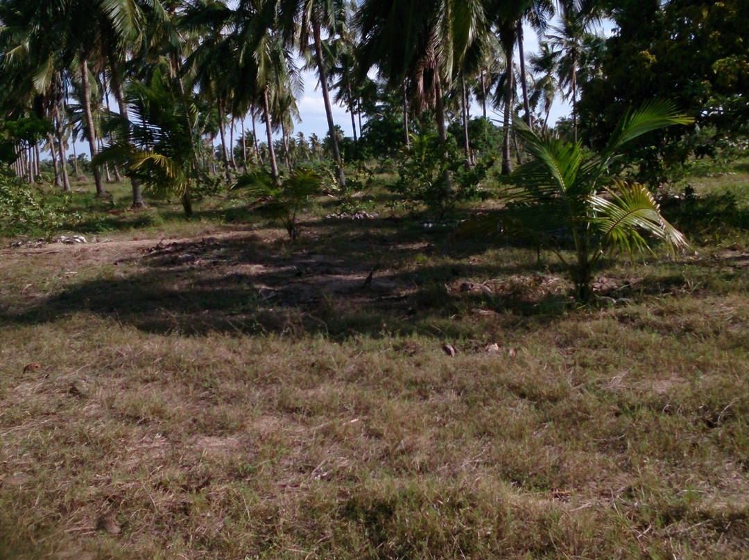 Coconut Cultural Park-卡尔库达必去景点