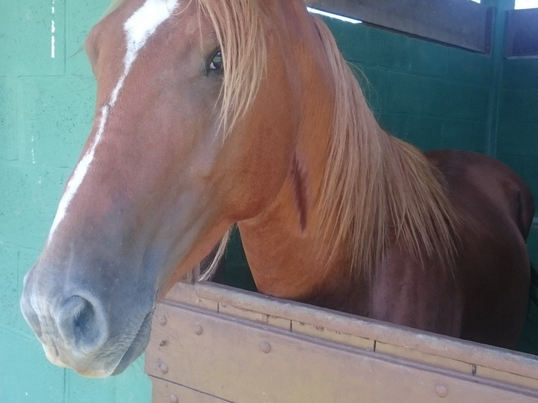 Haras Vale do Fojo-Guapimirim必去景点