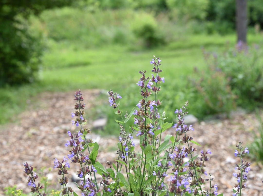 St. Louis County Faust Park-切斯特菲尔德必去景点