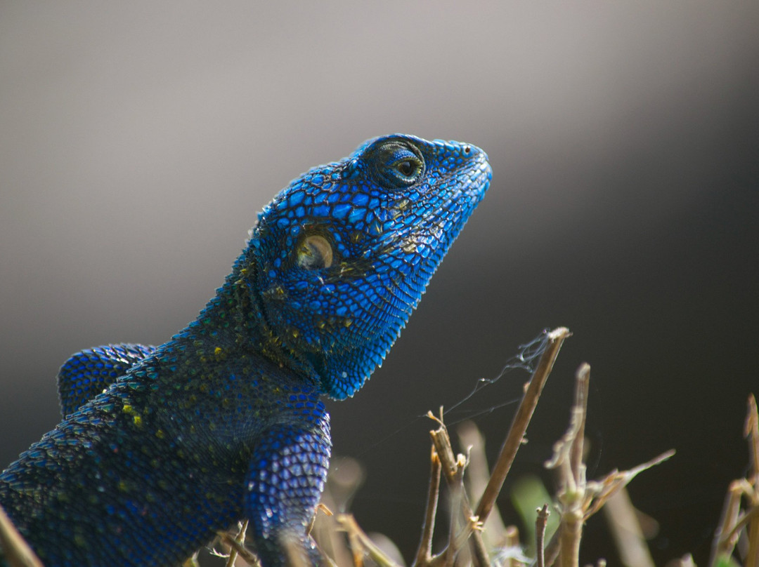 Kabarole Tours-Fort Portal必去景点