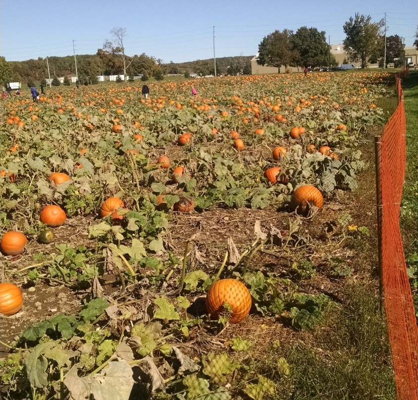 Stonehaven Farm Market-Campbellville必去景点
