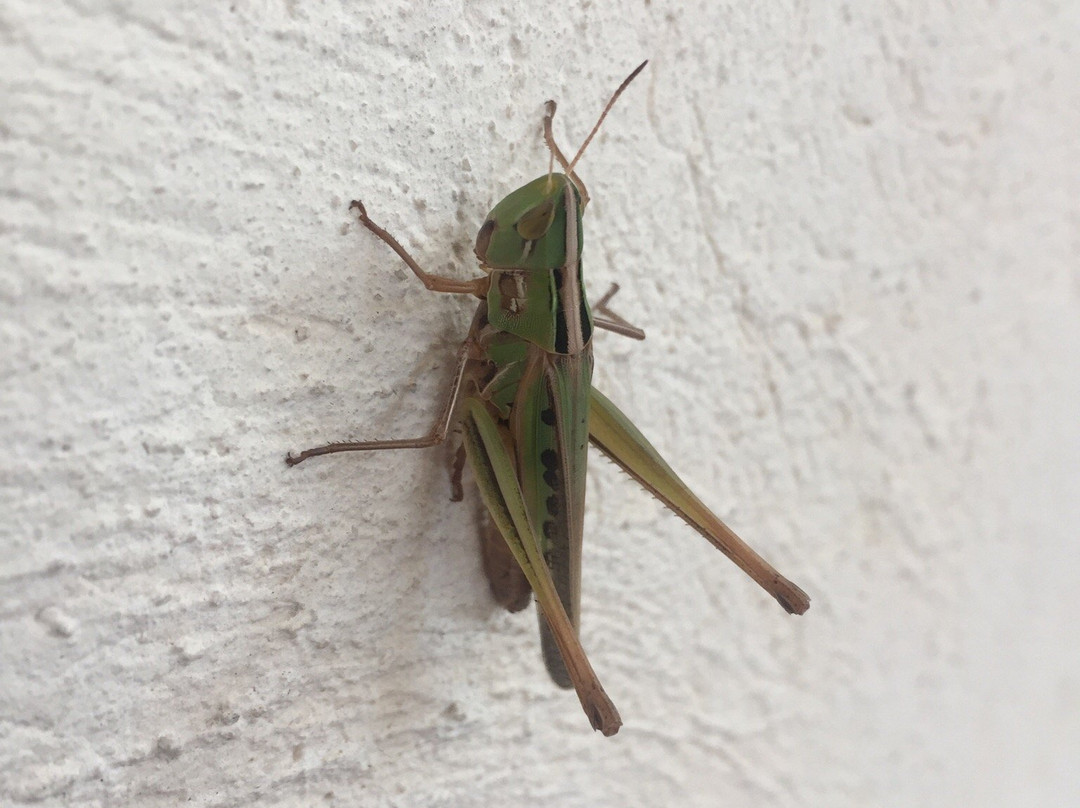 Alesia - Boutique Hotel & Spa主图