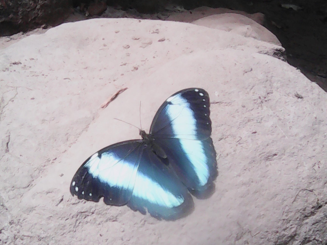 Circuitos Ecoturísticos Alto Shilcayo y Adyacentes-Tarapoto必去景点