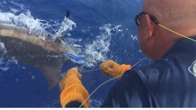 Bill Wraps Fishing Charters Puerto Rico-法哈多必去景点