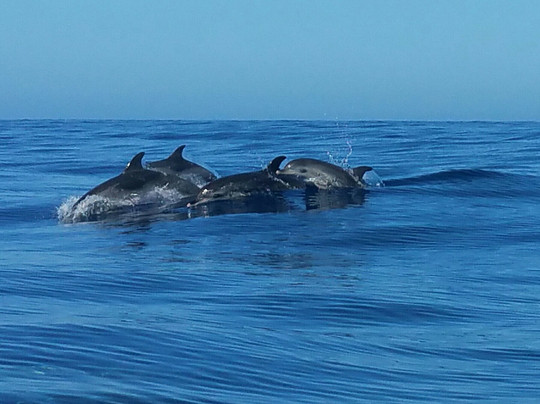 Scuba Madeira-沙尔必去景点
