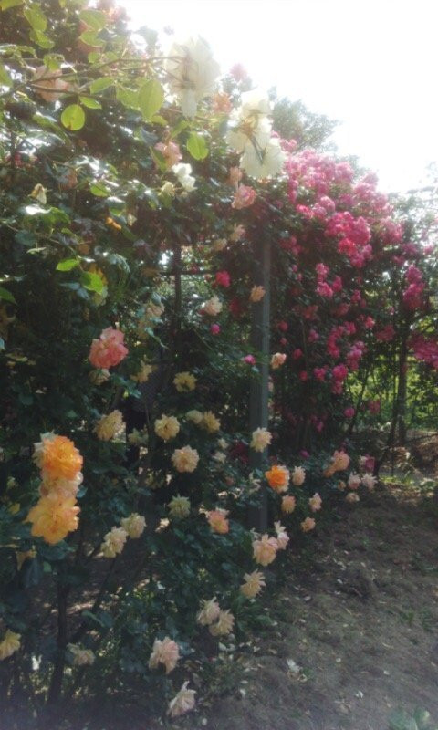 Heiseinomori Park-川岛町必去景点