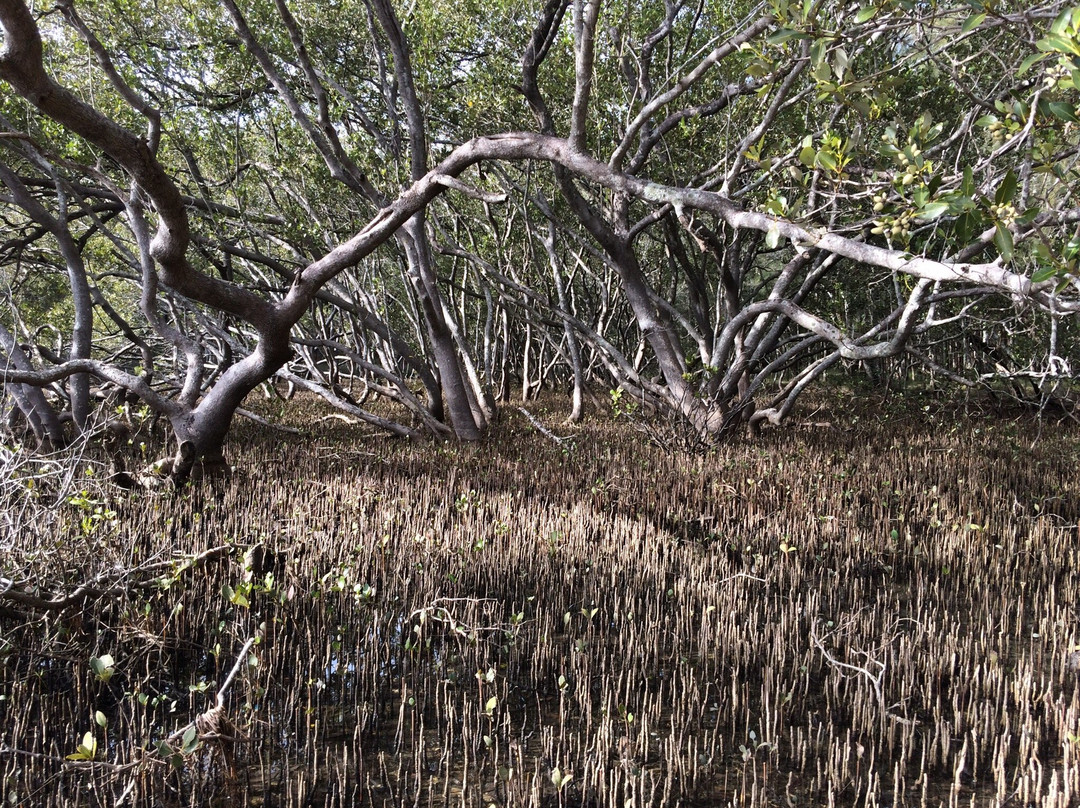 Queens Lake Walking Track-Laurieton必去景点